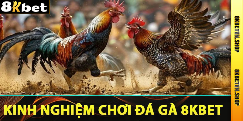 Kinh ngiệm chơi đá gà 8kbet